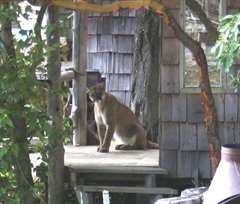 Cougar on Porch