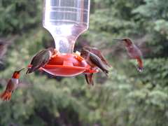Hummingbirds Feeding